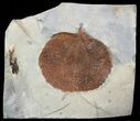 Fossil Leaf (Zizyphoides flabellum) - Montana #52246-1